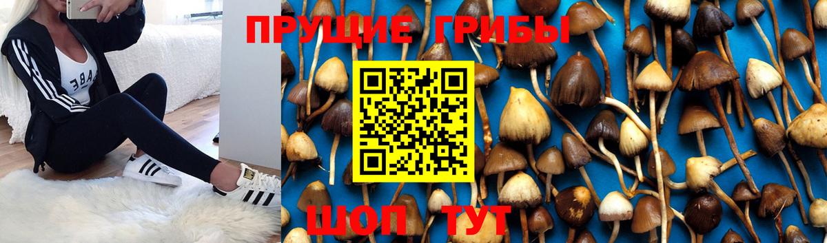 Ковров  Галлюциногенные грибы прущие грибы  Вход с VPN 